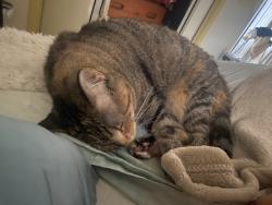 Lost Female Cat last seen 45th and Erin Lane, Austin, TX 78756