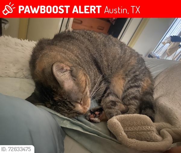 Lost Female Cat last seen 45th and Erin Lane, Austin, TX 78756