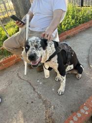 Lost Male Dog last seen South side of odessa, Odessa, TX 79761