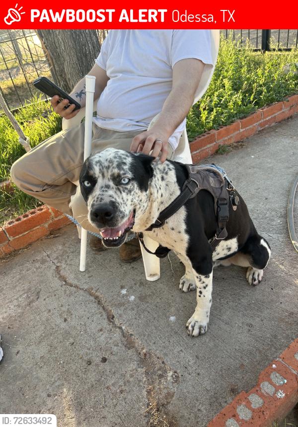 Lost Male Dog last seen South side of odessa, Odessa, TX 79761