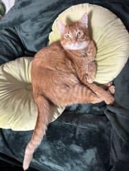 Lost Male Cat last seen Sanderson Drive Folsom and Savannah Parkway, Folsom, CA 95630