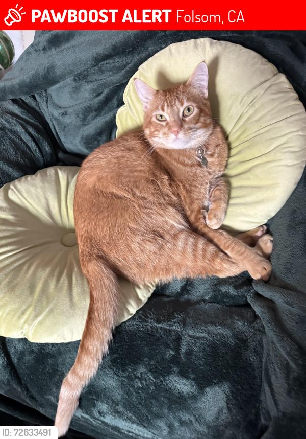 Lost Male Cat last seen Sanderson Drive Folsom and Savannah Parkway, Folsom, CA 95630