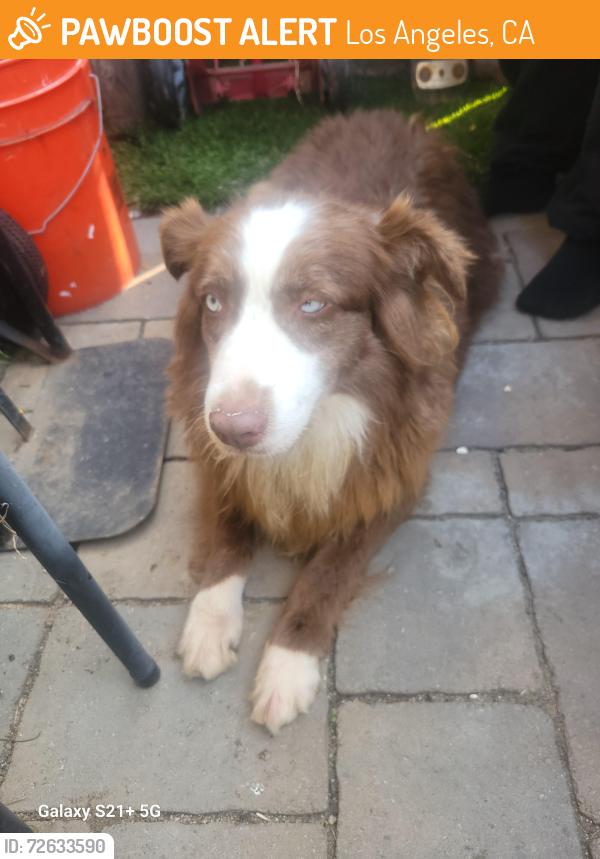 Found/Stray Female Dog last seen Near west manchester ave., Los Angeles, CA 90047