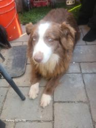 Found/Stray Female Dog last seen Near west manchester ave., Los Angeles, CA 90047