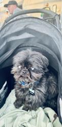 Lost Male Dog last seen at Ponderosa and Lemon St., Costa Mesa, CA, Costa Mesa, CA 92626