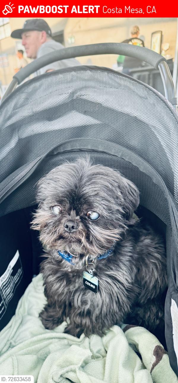 Lost Male Dog last seen at Ponderosa and Lemon St., Costa Mesa, CA, Costa Mesa, CA 92626