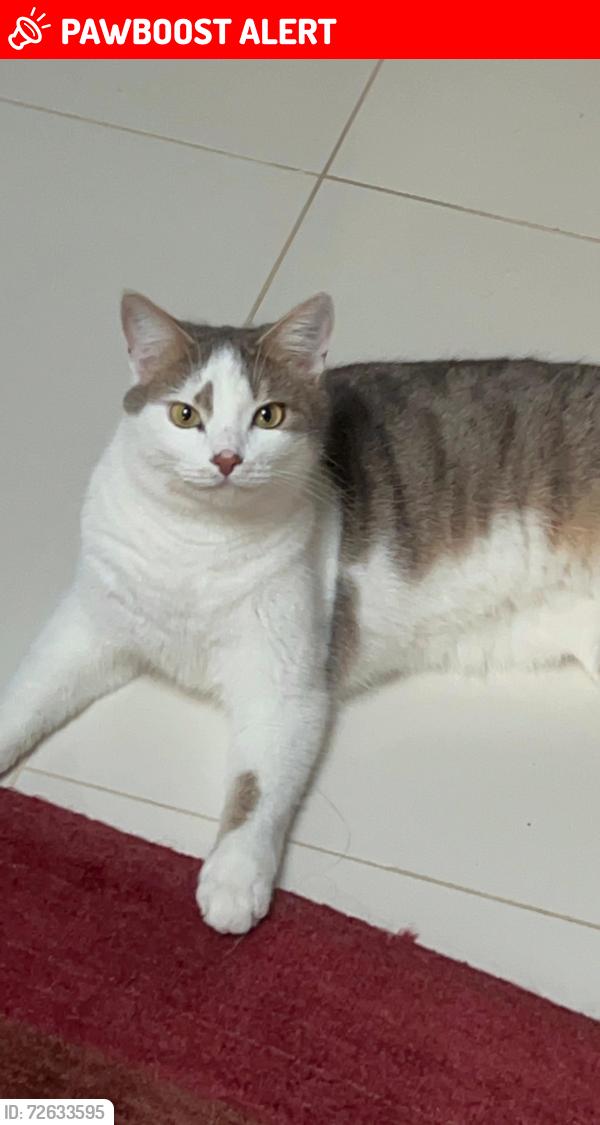 Lost Male Cat last seen Enfield Town, Greater London, England EN1 2AL