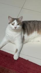 Lost Male Cat last seen Enfield Town, Greater London, England EN1 2AL