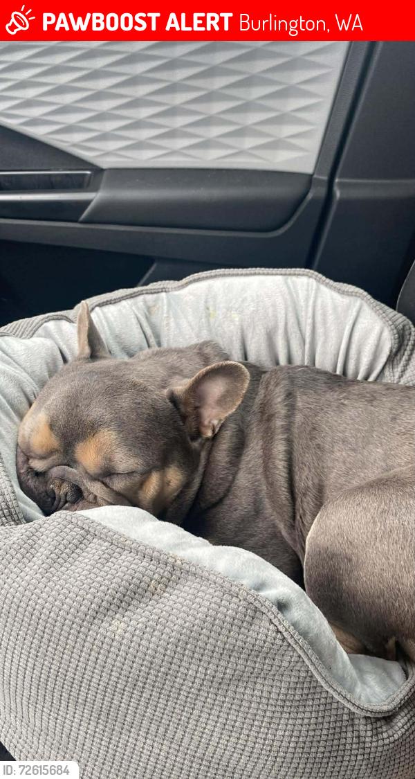 Lost Male Dog last seen Near acres dog park , Burlington, WA 98233
