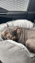 Lost Male Dog last seen Near acres dog park , Burlington, WA 98233