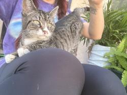 Found/Stray Female Cat last seen Cabell, Bellflower, CA 90706