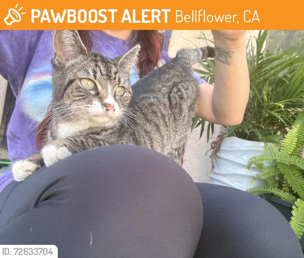 Found/Stray Female Cat last seen Cabell, Bellflower, CA 90706