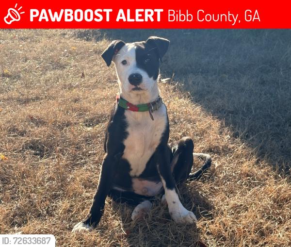 Lost Male Dog last seen Fosters auto sales, gear and axle, united dentals, Houston rd, hawkinsville rd, Howard’s automotive, marathon, gtr motors, Bibb County, GA 31216