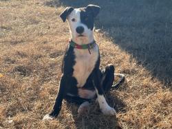 Lost Male Dog last seen Fosters auto sales, gear and axle, united dentals, Houston rd, hawkinsville rd, Howard’s automotive, marathon, gtr motors, Bibb County, GA 31216