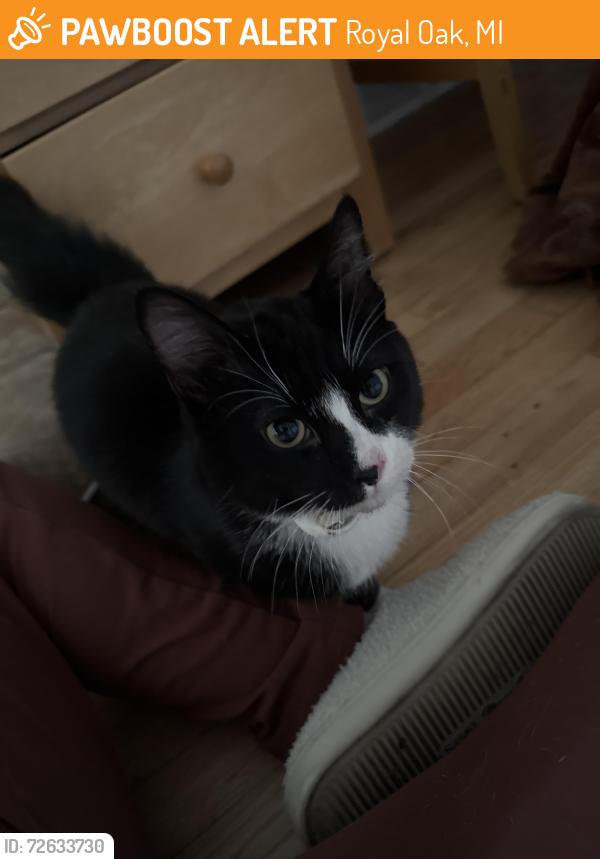 Found/Stray Male Cat last seen Woodward and samoset, Royal Oak, MI 48073