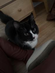 Found/Stray Male Cat last seen Woodward and samoset, Royal Oak, MI 48073