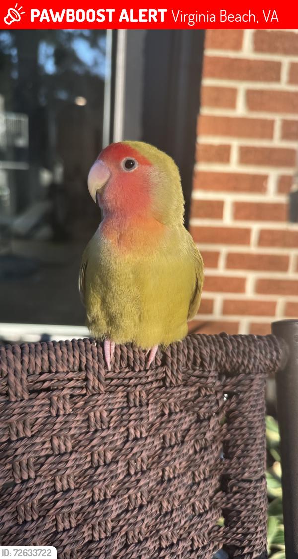 Lost Female Bird last seen Meadows Dr , Virginia Beach, VA 23462