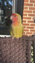 Lost Female Bird last seen Meadows Dr , Virginia Beach, VA 23462