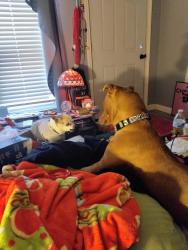 Lost Female Dog last seen Shelby / troy, Indianapolis, IN 46203
