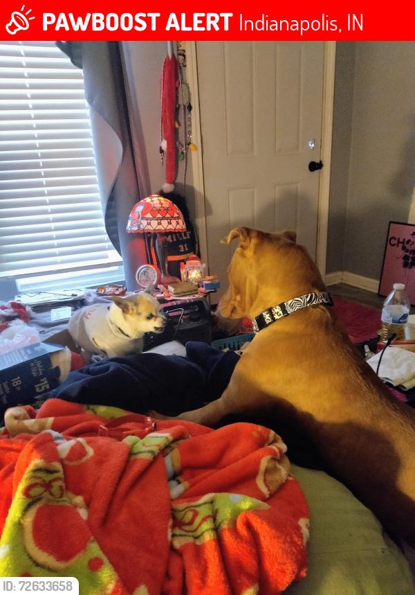 Lost Female Dog last seen Shelby / troy, Indianapolis, IN 46203