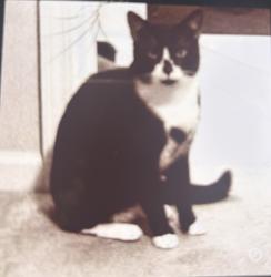Lost Male Cat last seen Near from Sheetz by Nash Community College, Rocky Mount, NC 27804
