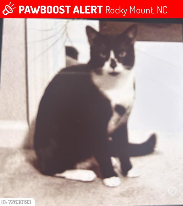 Lost Male Cat last seen Near from Sheetz by Nash Community College, Rocky Mount, NC 27804