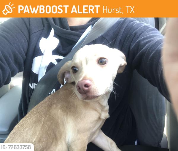 Found/Stray Male Dog last seen North east mall, Hurst, TX 76053