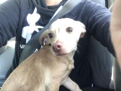 Found/Stray Male Dog last seen North east mall, Hurst, TX 76053