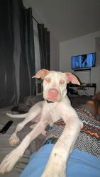 Lost Male Dog last seen CA highway 14 & Inyo street (next to Carl’s, Mojave, CA 93501