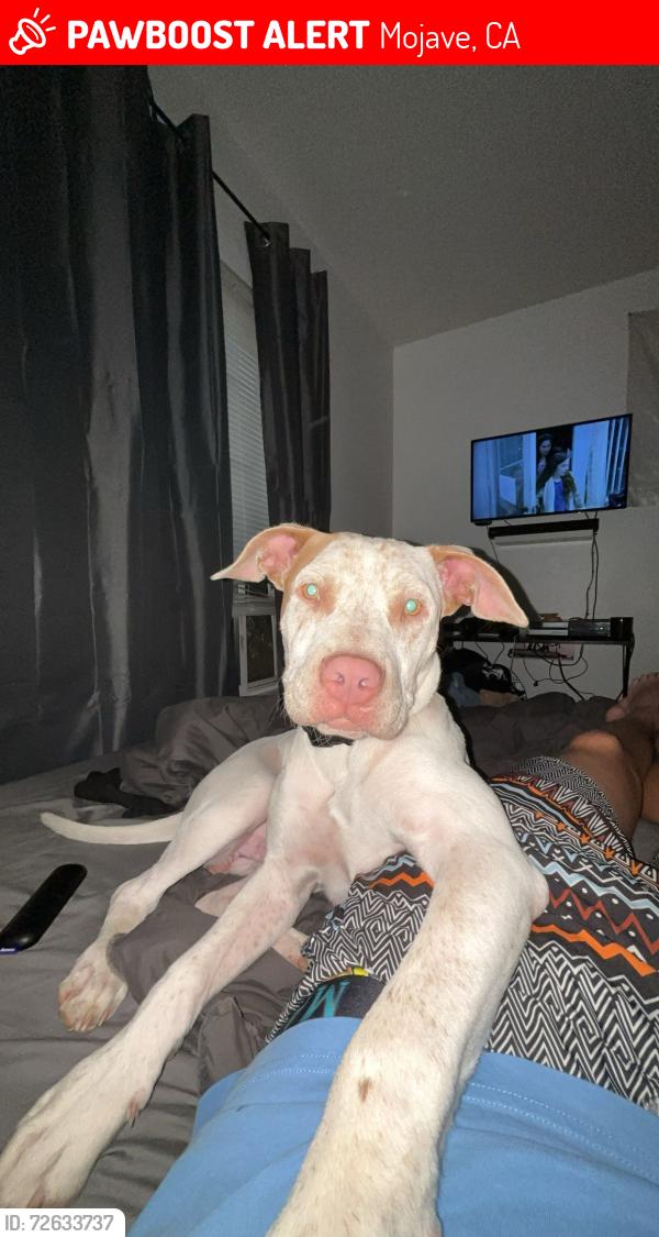Lost Male Dog last seen CA highway 14 & Inyo street (next to Carl’s, Mojave, CA 93501