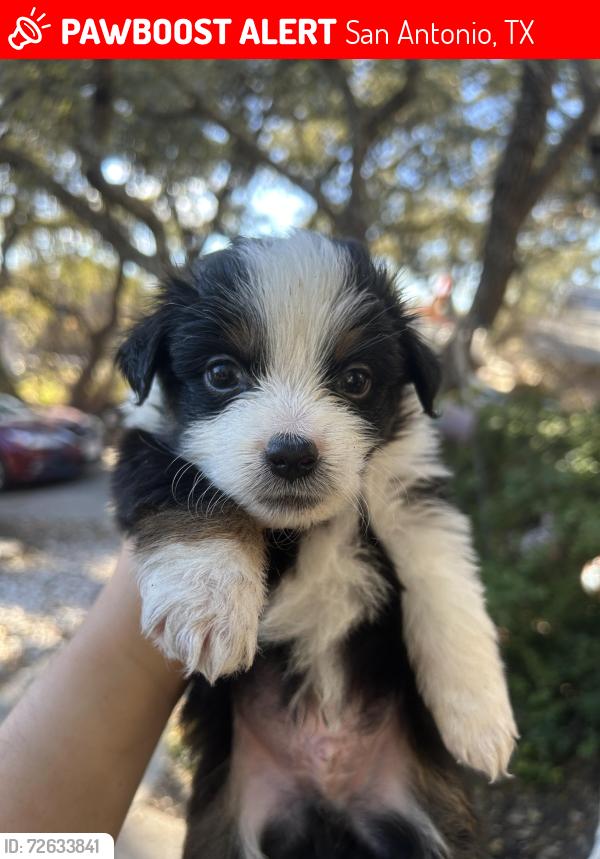 Lost Male Dog last seen Cody library , San Antonio, TX 78230