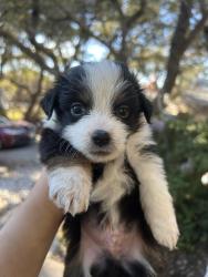 Lost Male Dog last seen Cody library , San Antonio, TX 78230