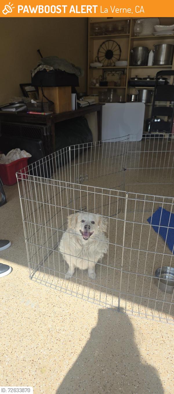 Found/Stray Male Dog last seen 6th street in the city of LA Verne, La Verne, CA 91750