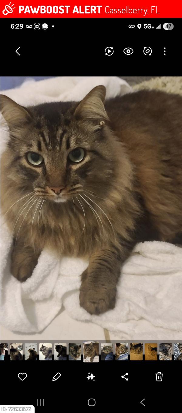Lost Male Cat last seen Harbour Landing Way and Red Bug Lake Rd, Casselberry, FL 32707