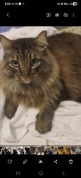 Lost Male Cat last seen Harbour Landing Way and Red Bug Lake Rd, Casselberry, FL 32707