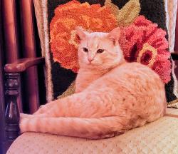 Lost Male Cat last seen 4th & Maple, Saint Paul, MN 55106