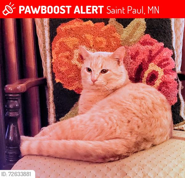 Lost Male Cat last seen 4th & Maple, Saint Paul, MN 55106