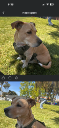 Lost Male Dog last seen Clavelita St & Arliss CT headed towards Del Sur Blvd , San Diego, CA 92173