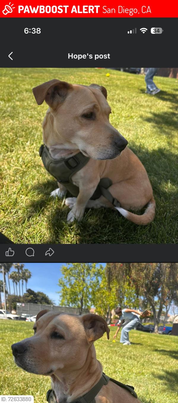Lost Male Dog last seen Clavelita St & Arliss CT headed towards Del Sur Blvd , San Diego, CA 92173