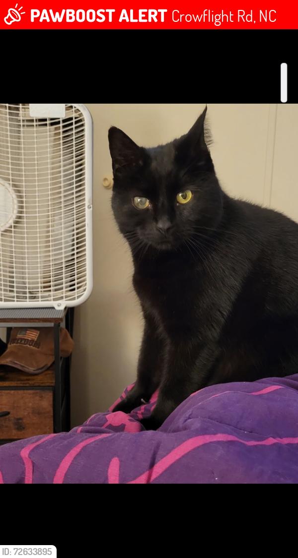 Lost Male Cat last seen Near Crowflight Rd. Liberty NC GUILFORD COUNTY, Liberty, NC 27298