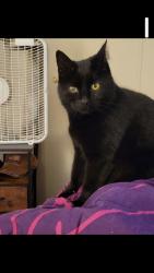 Lost Male Cat last seen Near Crowflight Rd. Liberty NC GUILFORD COUNTY, Liberty, NC 27298