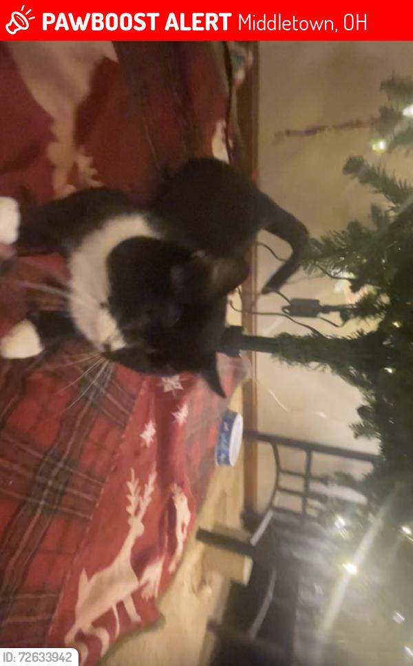 Lost Male Cat last seen Manchester Manor, Middletown, OH 45042