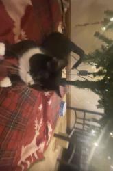 Lost Male Cat last seen Manchester Manor, Middletown, OH 45042