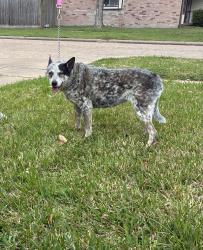 Found/Stray Female Dog last seen Concord Bridge subdivision, Houston, TX 77041