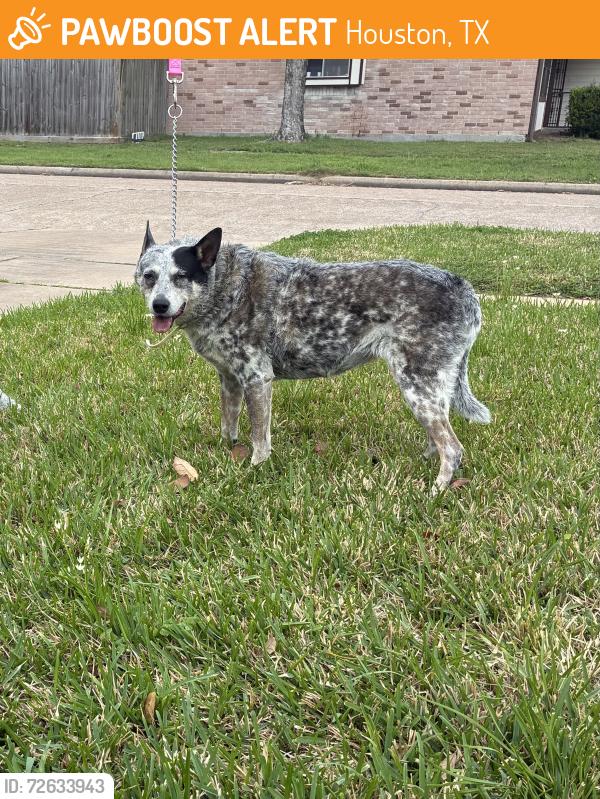 Found/Stray Female Dog last seen Concord Bridge subdivision, Houston, TX 77041