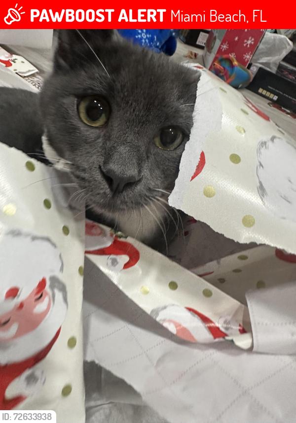 Lost Male Cat last seen Rue Granville, Miami Beach, FL 33141