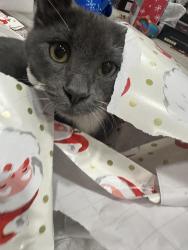 Lost Male Cat last seen Rue Granville, Miami Beach, FL 33141