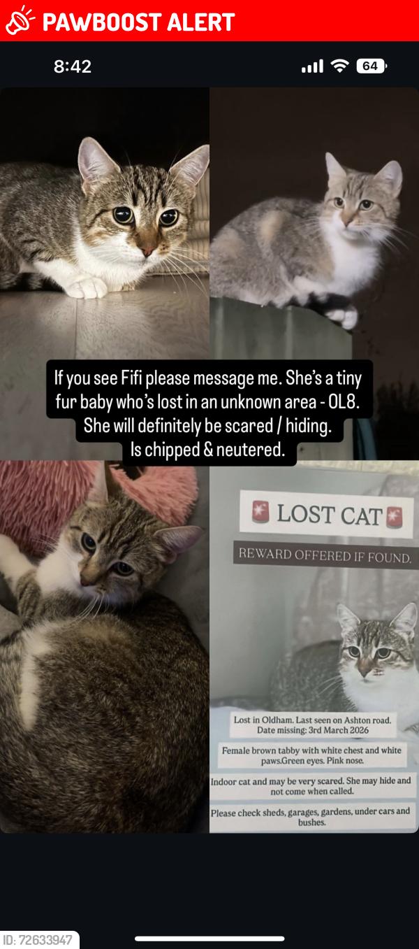 Lost Female Cat last seen Cambridge street Oldham , Greater Manchester, England 