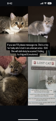 Lost Female Cat last seen Cambridge street Oldham , Greater Manchester, England 