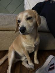 Lost Male Dog last seen Sugar creek and Graham st , Charlotte, NC 28269